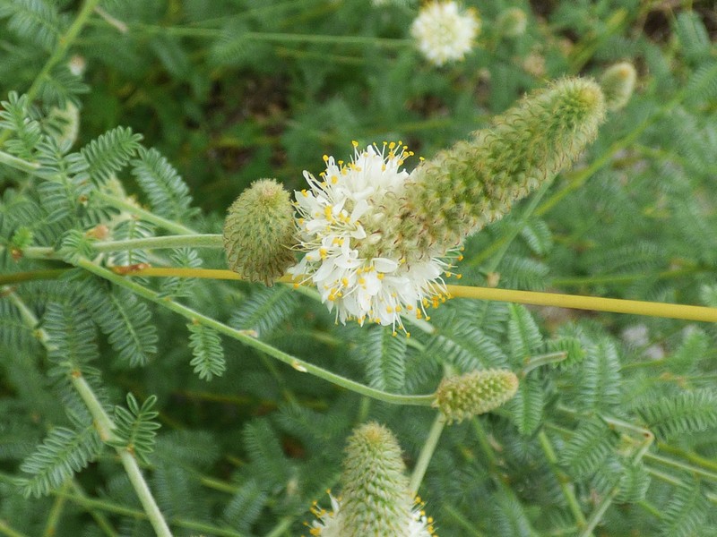 Whiteflower Prairie Clover photo 2