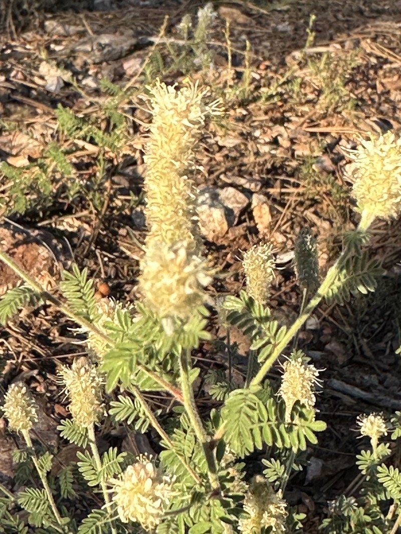 Whiteflower Prairie Clover photo 4