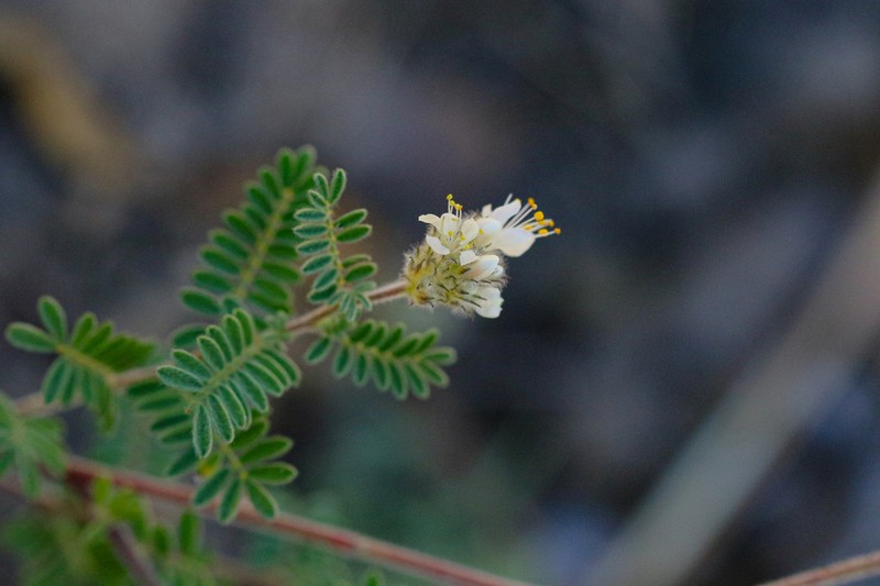 Whiteflower Prairie Clover photo 5
