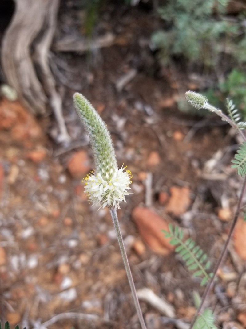 Whiteflower Prairie Clover photo 6