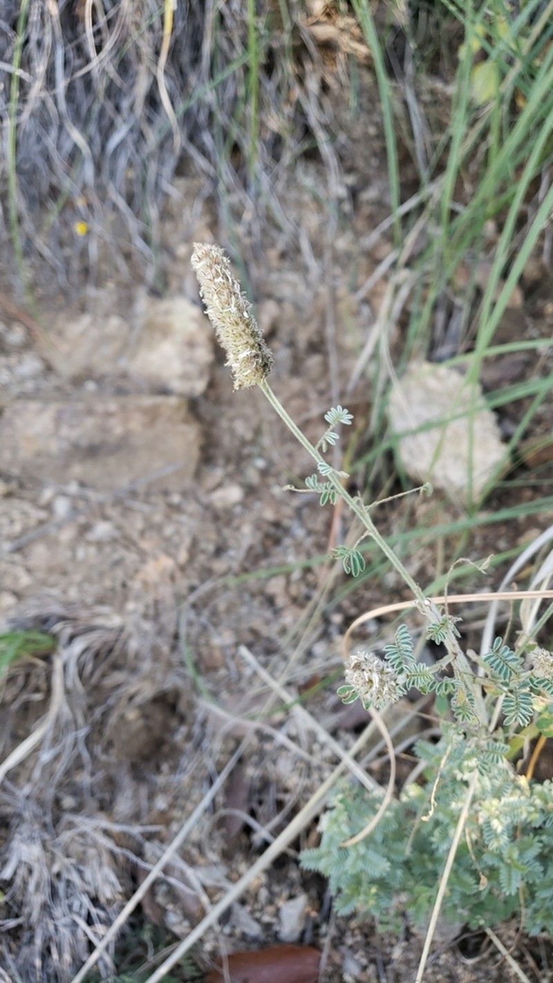 Whiteflower Prairie Clover photo 7