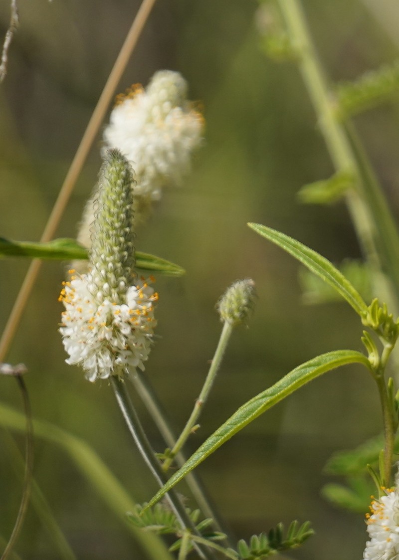 Whiteflower Prairie Clover photo 8