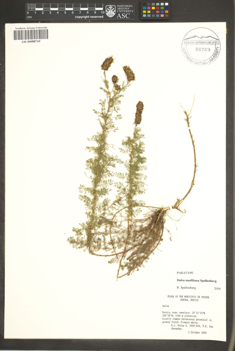 Dalea analiliana