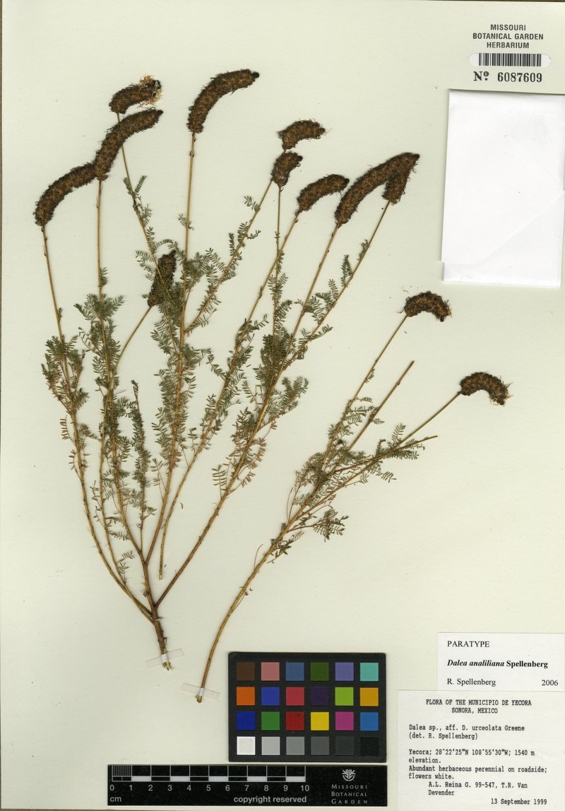 Dalea analiliana photo 2