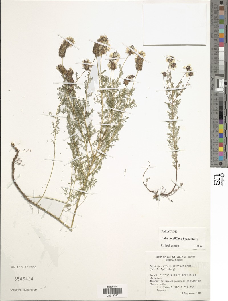 Dalea analiliana photo 3