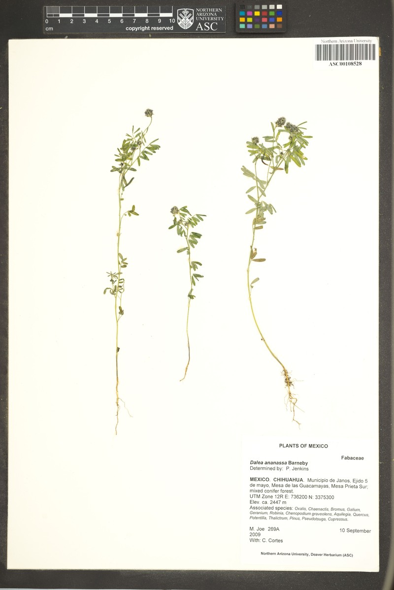 Dalea ananassa