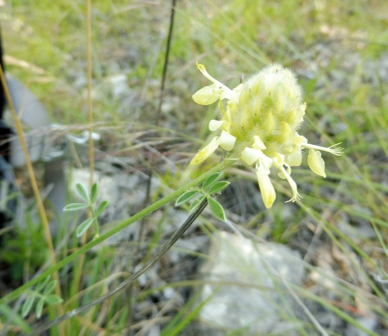Golden Prairie Clover