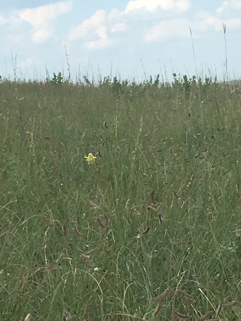 Golden Prairie Clover