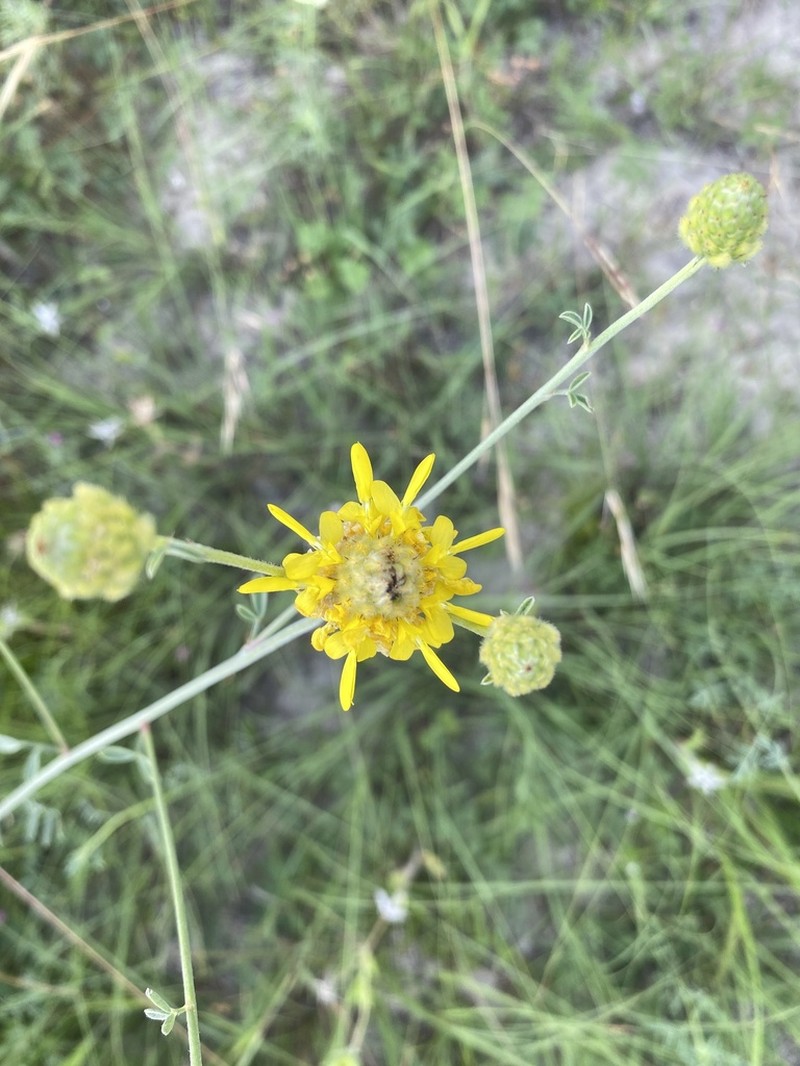 Golden Prairie Clover photo 2