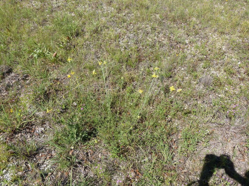 Golden Prairie Clover photo 3