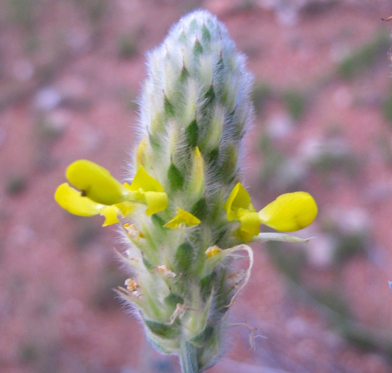 Golden Prairie Clover photo 4
