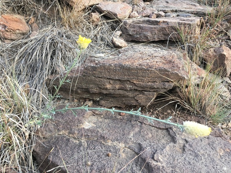 Golden Prairie Clover photo 5