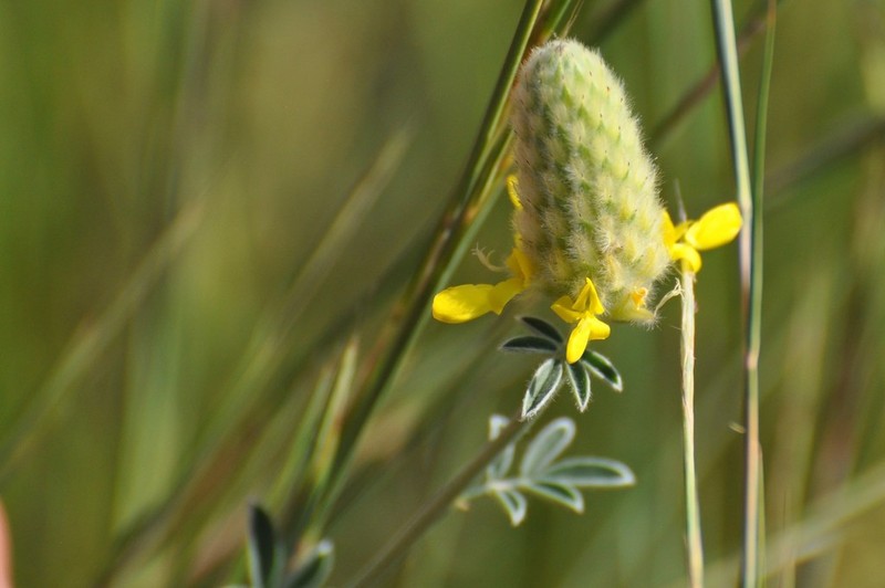 Golden Prairie Clover photo 6