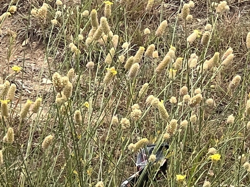 Golden Prairie Clover photo 7