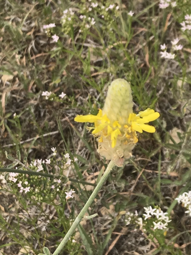 Golden Prairie Clover photo 8