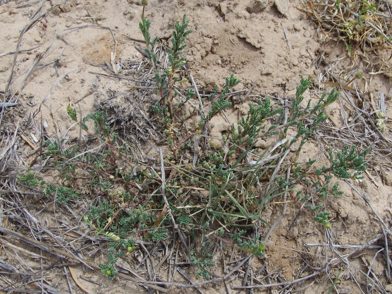 South Texas Prairie Clover