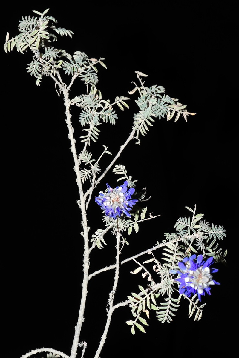Dalea ayavacensis