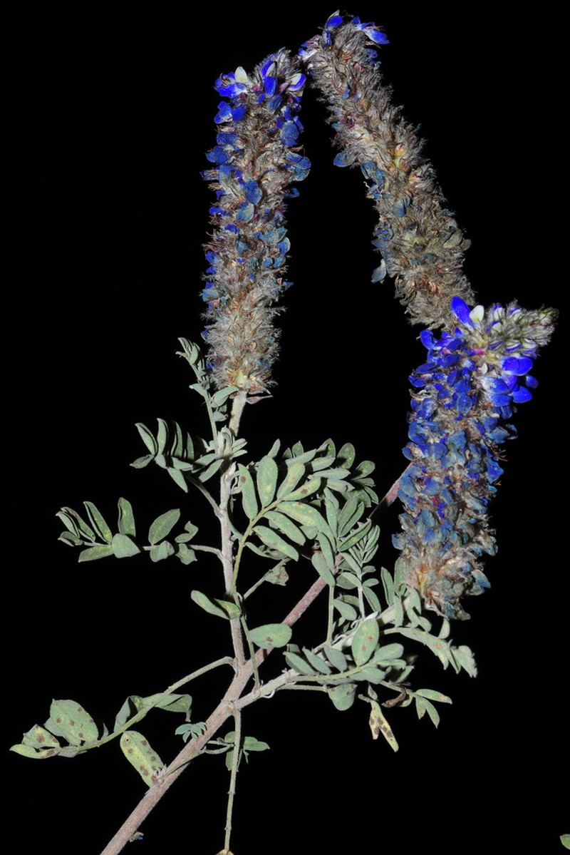 Dalea ayavacensis photo 2
