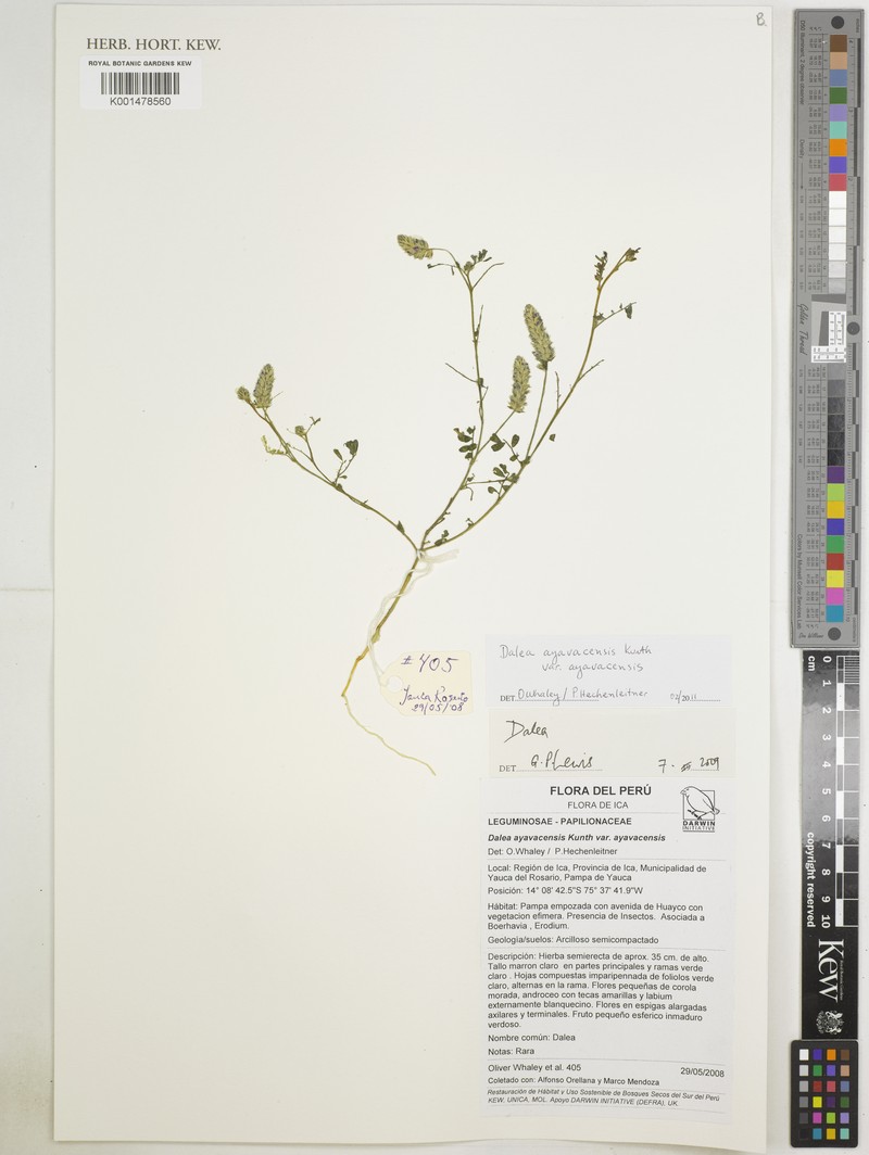 Dalea ayavacensis photo 3