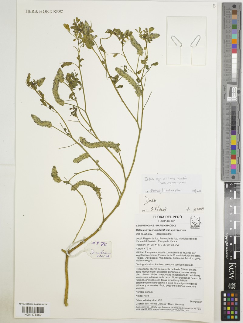 Dalea ayavacensis photo 4