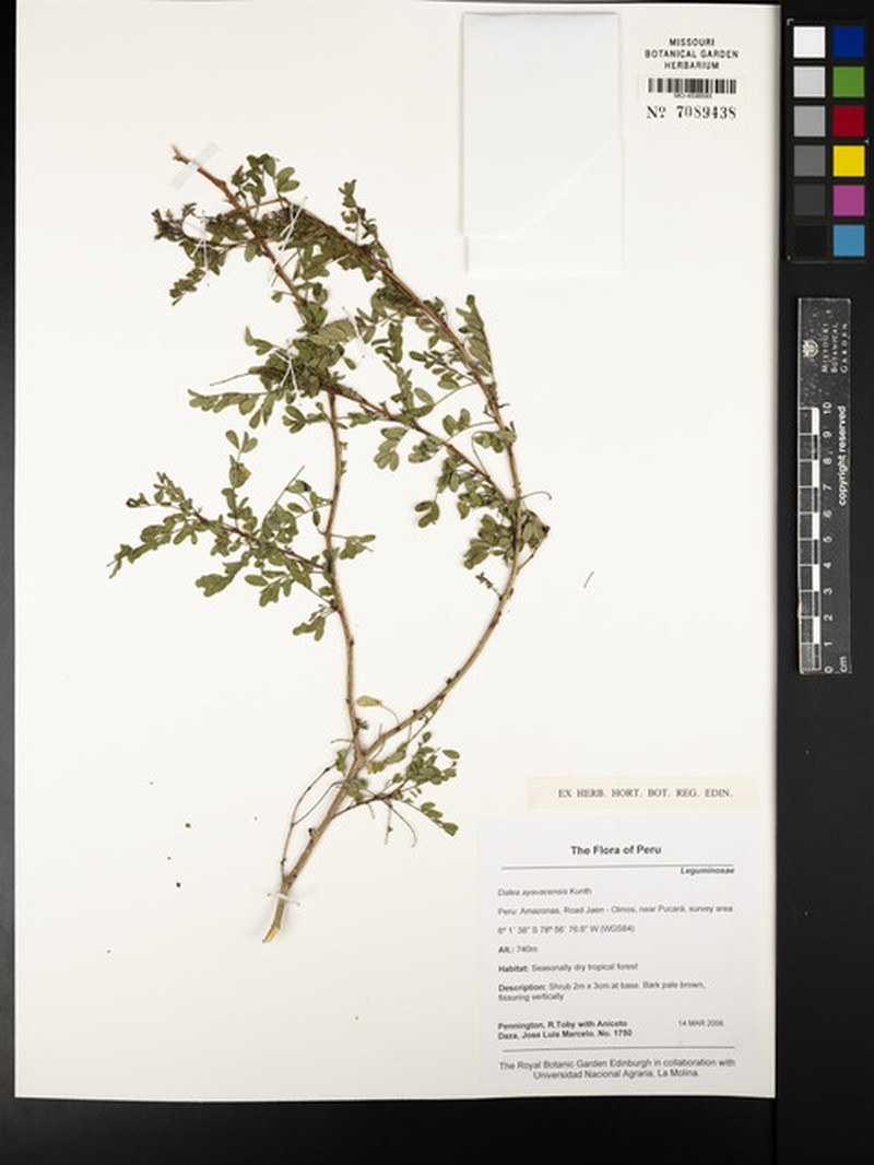 Dalea ayavacensis photo 5