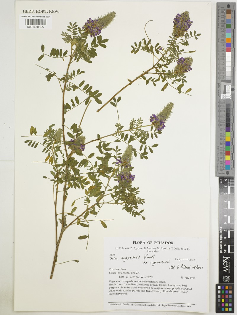 Dalea ayavacensis var. ayavacensis