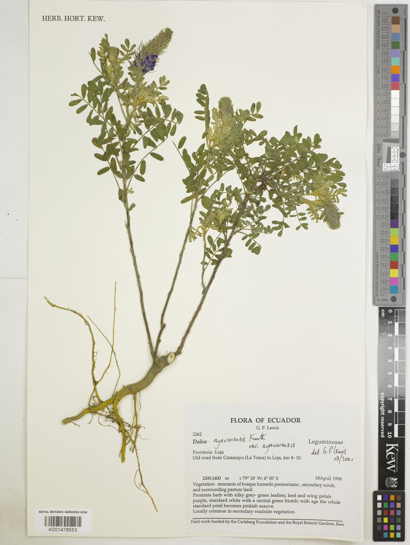 Dalea ayavacensis var. ayavacensis photo 2