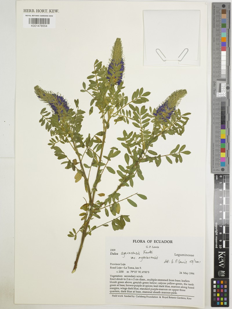 Dalea ayavacensis var. ayavacensis photo 3