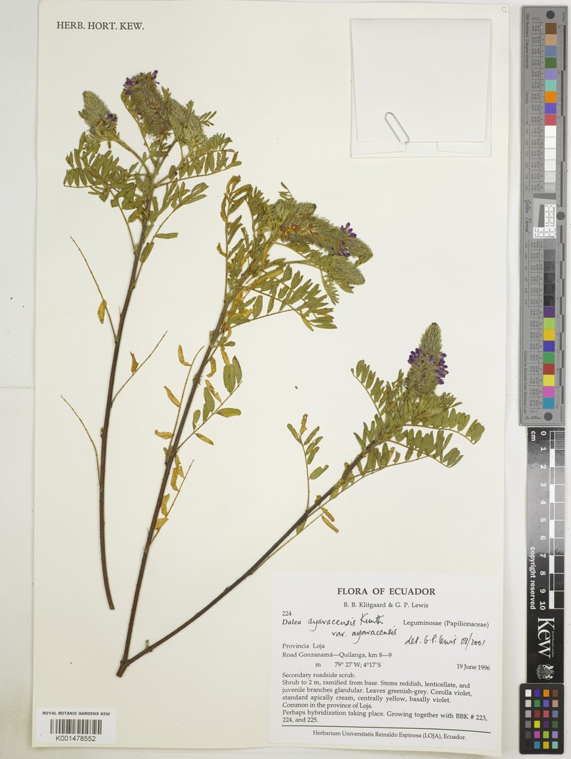 Dalea ayavacensis var. ayavacensis photo 4