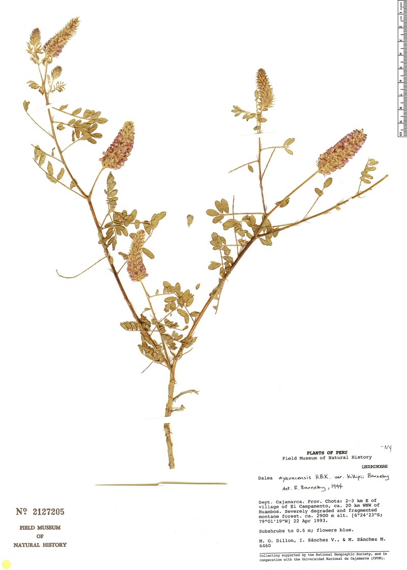 Dalea ayavacensis var. killipii