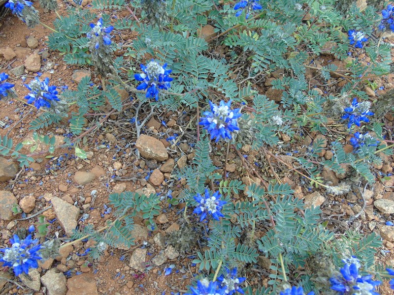 Dalea azurea photo 2