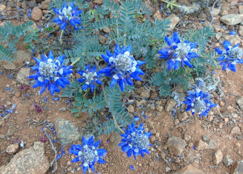 Dalea azurea photo 3
