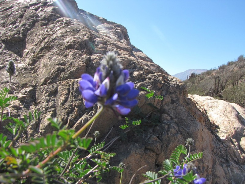 Dalea azurea photo 4