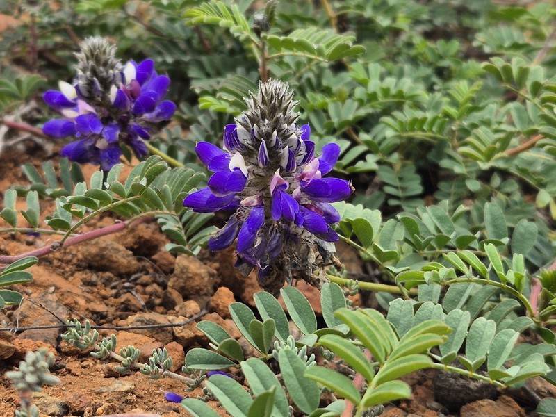 Dalea azurea photo 5
