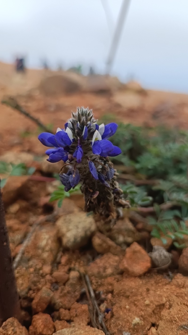 Dalea azurea photo 6