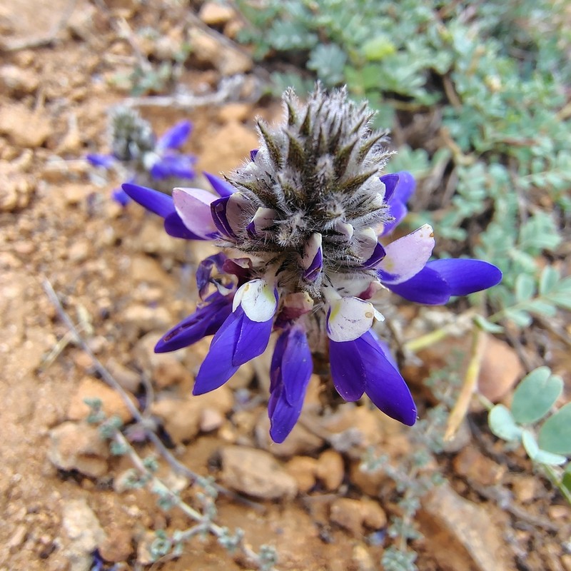 Dalea azurea photo 7