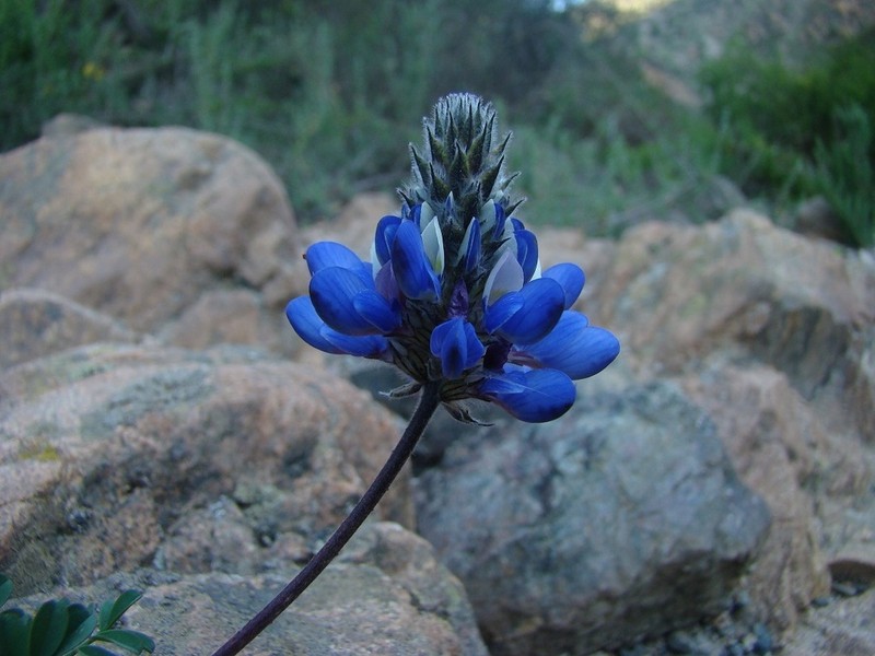 Dalea azurea photo 8