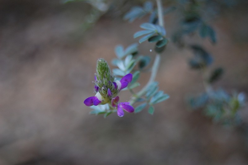 Dalea bacchantum photo 2