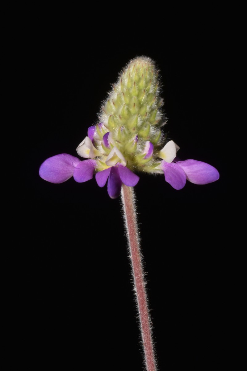 Dalea bacchantum photo 3