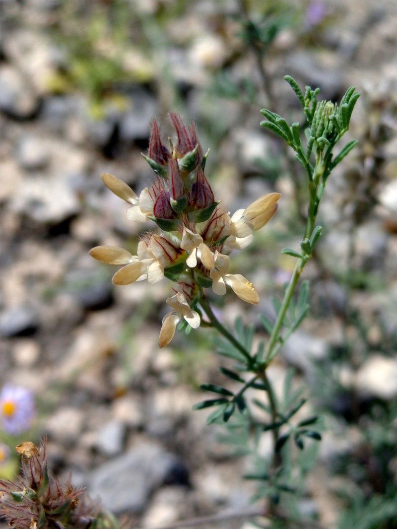 Warnock's Prairie Clover