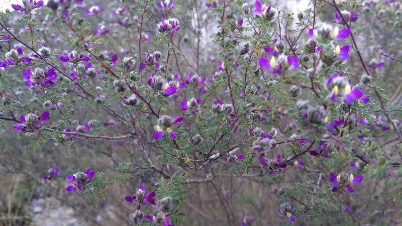 Silver Prairie Clover photo 2