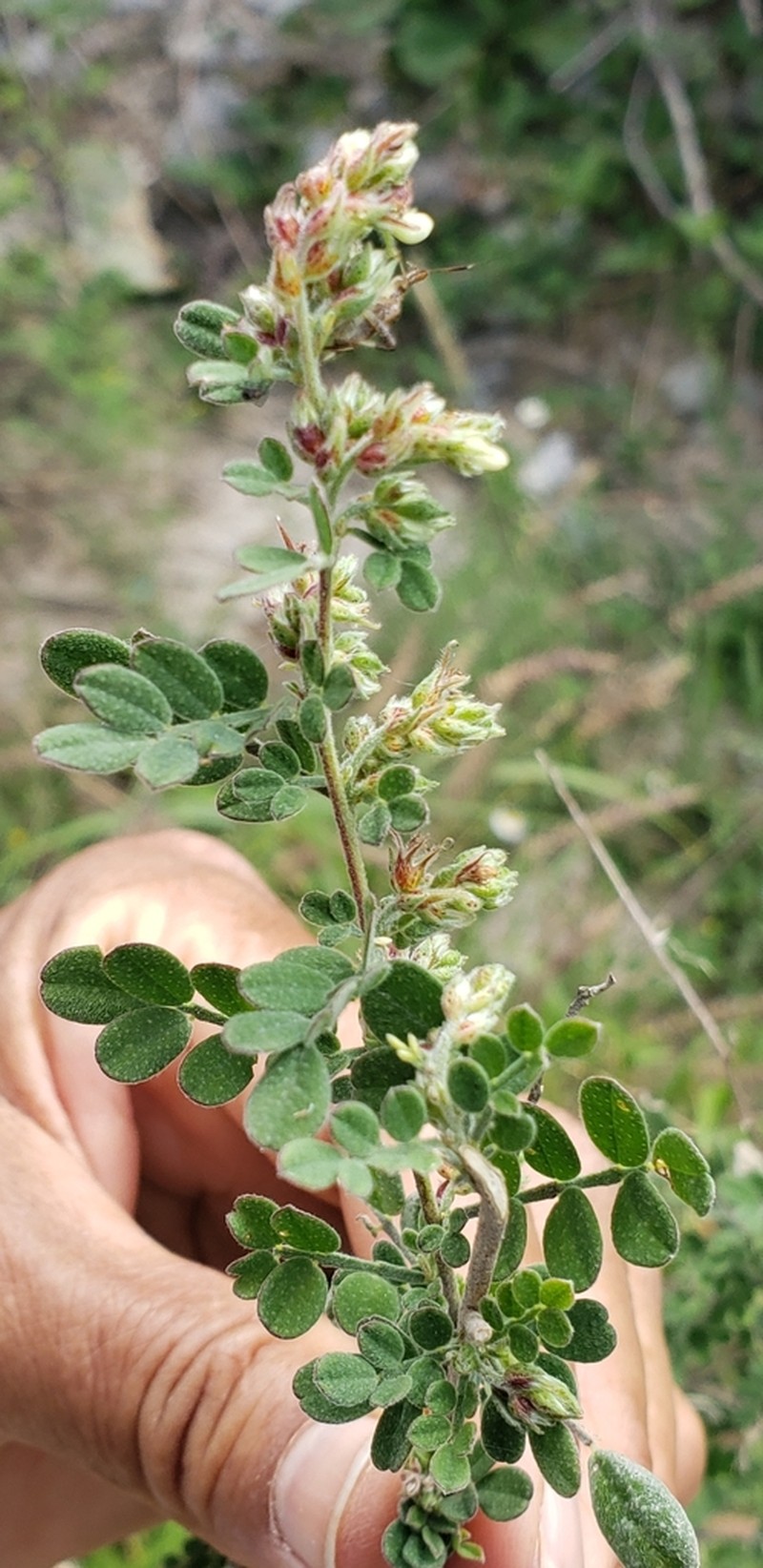 Silver Prairie Clover photo 3