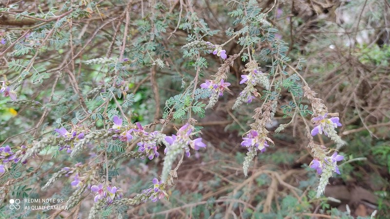 Silver Prairie Clover photo 4