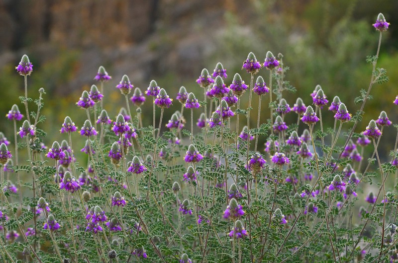 Silver Prairie Clover photo 6