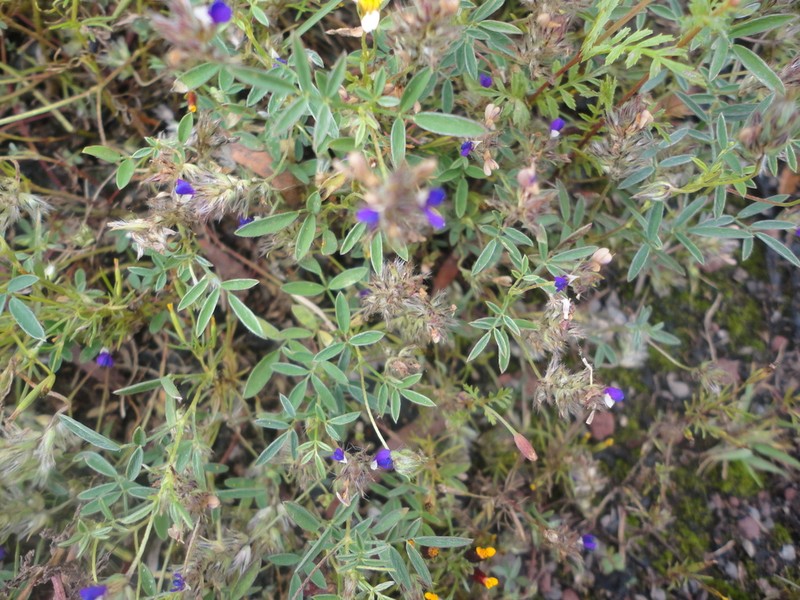 Silver Prairie Clover photo 8