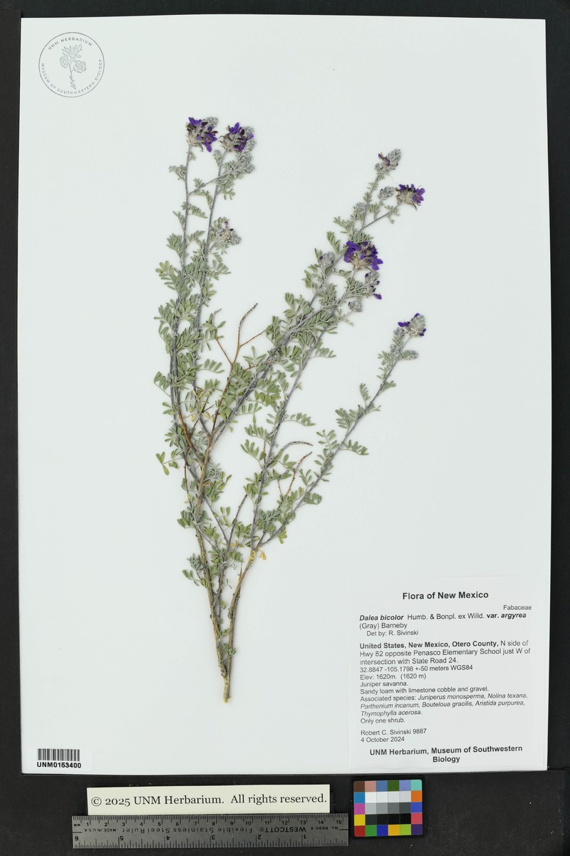 Dalea bicolor var. argyrea photo 3