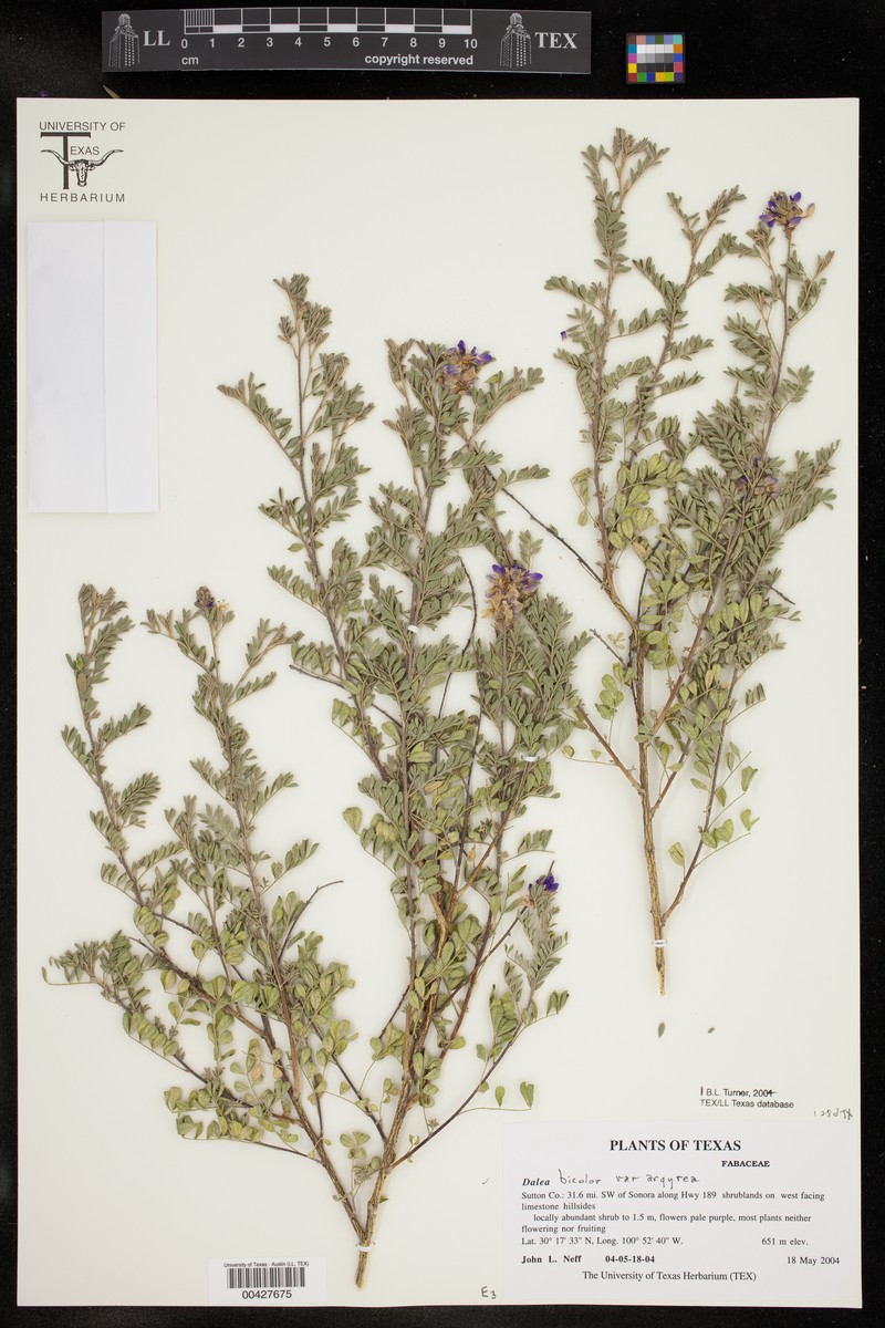 Dalea bicolor var. argyrea photo 4