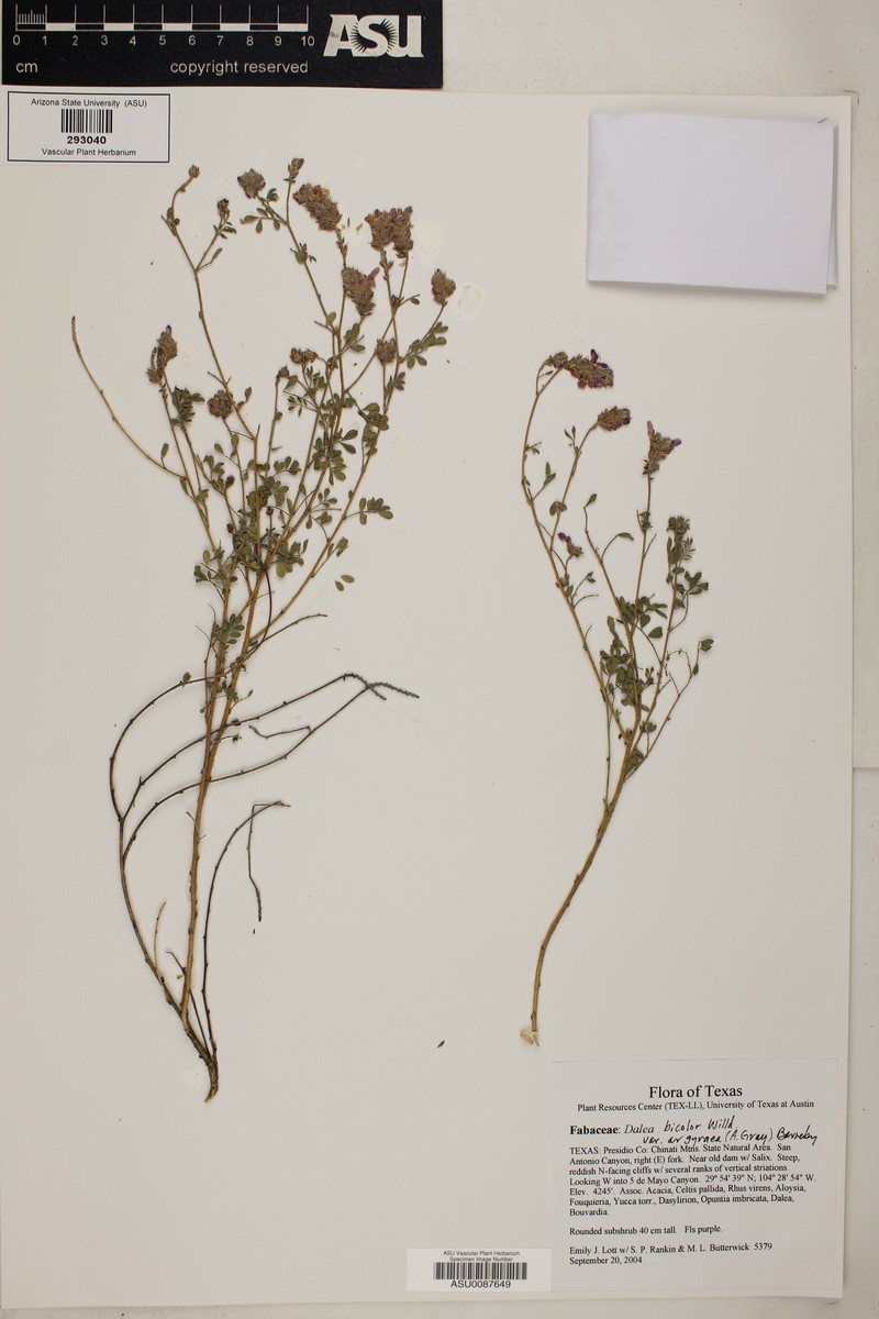 Dalea bicolor var. argyrea photo 5