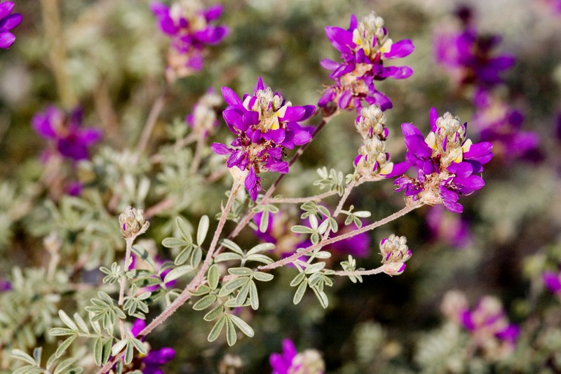 Dalea bicolor var. argyrea