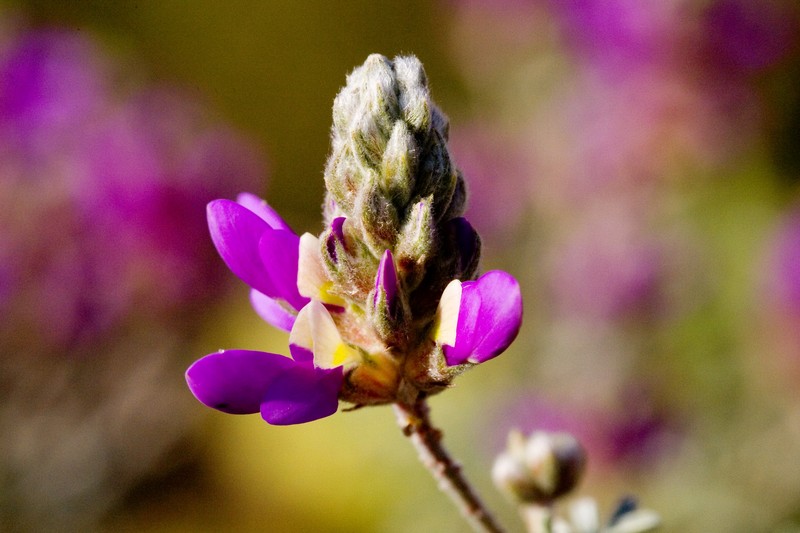 Dalea bicolor var. argyrea photo 6